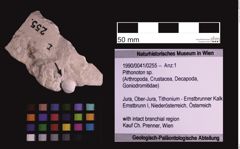 Foto (Objekt + Etiketten) von Pithonoton sp. (NHMW-GEO-1990-0041-0255)